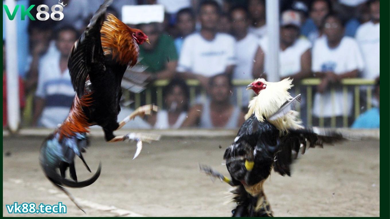 Kinh nghiệm chơi đá gà cựa dao tại VK88