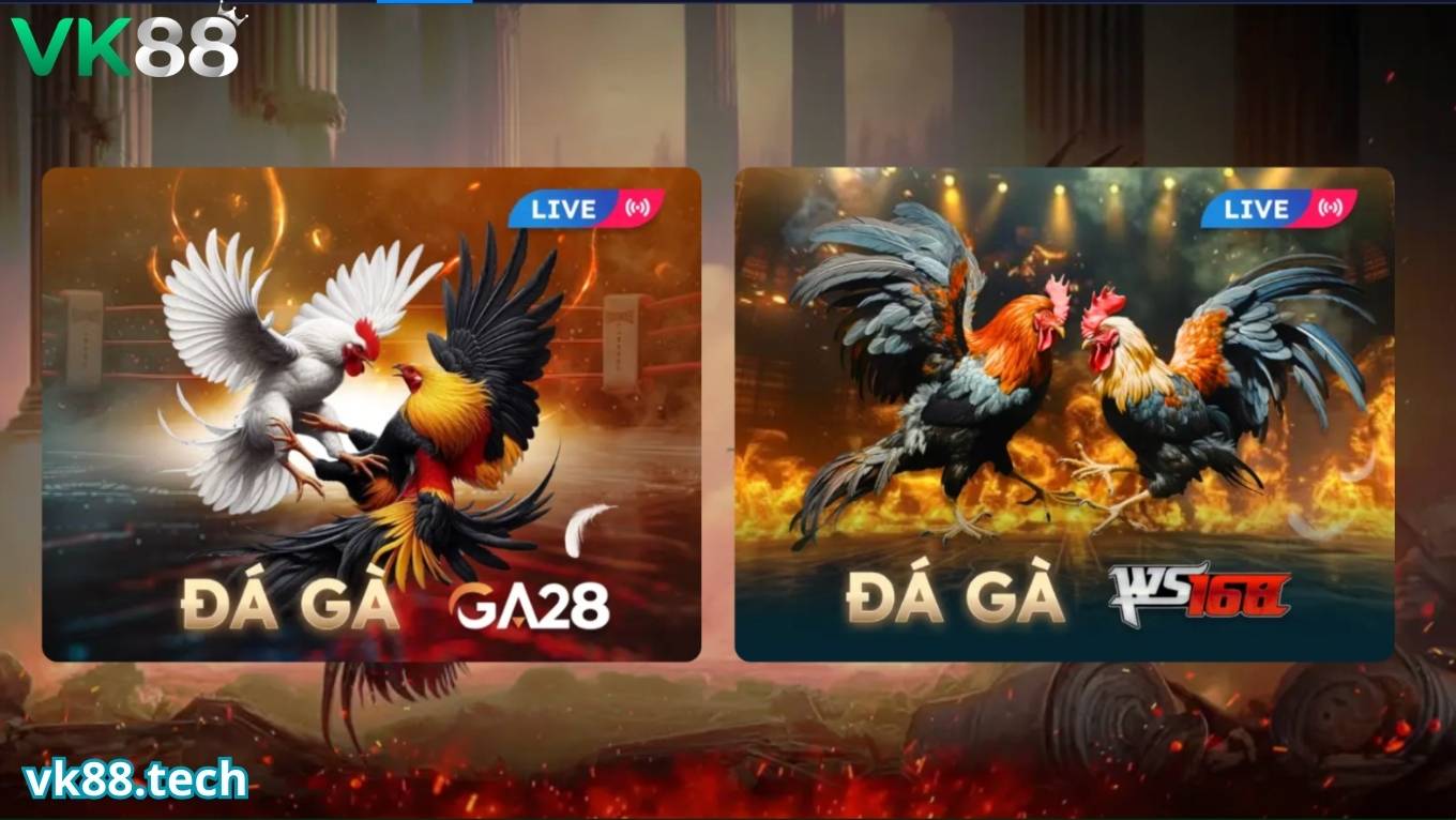 Luật chơi đá gà cựa sắt tại VK88