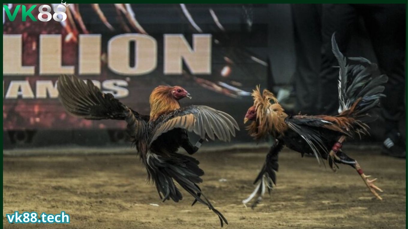 Luật lệ và cách tổ chức đá gà thomo