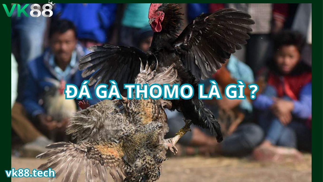 Tìm hiểu về đá gà thomo